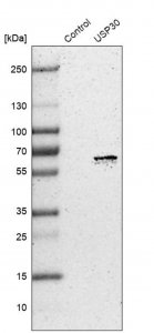 Anti-USP30 antibody produced in rabbit 