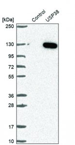 Anti-USP38 antibody produced in rabbit 