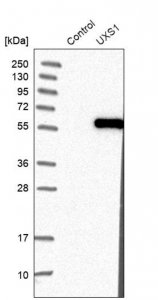 Anti-UXS1 antibody produced in rabbit 