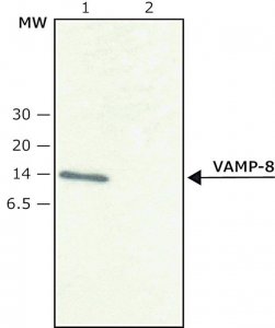 Anti-VAMP-8 antibody produced in rabbit V7514-200UL