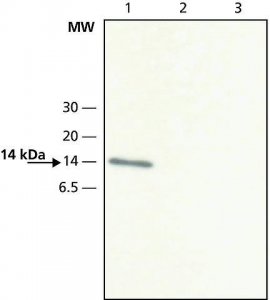 Anti-VAMP-8 antibody produced in rabbit V7514-200UL