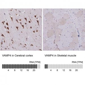 Anti-VAMP4 antibody produced in rabbit 