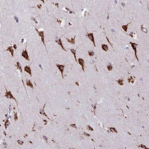 Anti-VAMP4 antibody produced in rabbit 