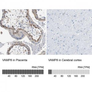 Anti-VAMP8 antibody produced in rabbit 