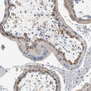 Anti-VAMP8 antibody produced in rabbit 