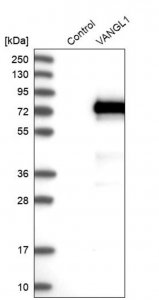 Anti-VANGL1 antibody produced in rabbit 