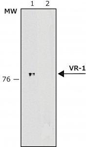 Anti-Vanilloid Receptor-1 antibody produced in rabbit V2764-200UL