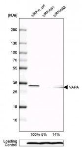 Anti-VAPA antibody produced in rabbit 