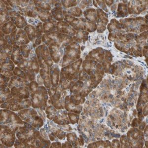 Anti-VAPA antibody produced in rabbit 