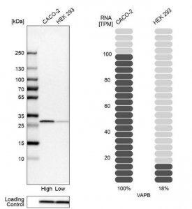 Anti-VAPB antibody produced in rabbit 