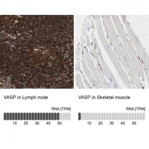Anti-VASP antibody produced in rabbit 