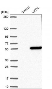 Anti-VAT1L antibody produced in rabbit 