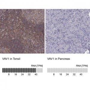 Anti-VAV1 antibody produced in rabbit 