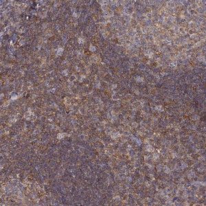 Anti-VAV1 antibody produced in rabbit 
