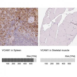 Anti-VCAM1 antibody produced in rabbit 