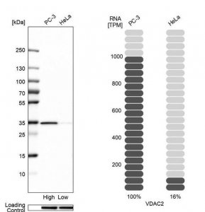 Anti-VDAC2 antibody produced in rabbit HPA043475-100UL