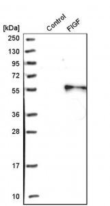 Anti-VEGFD antibody produced in rabbit 