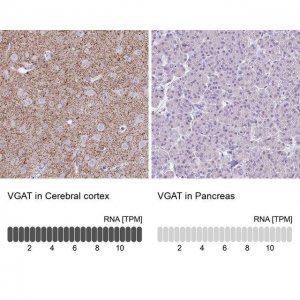 Anti-VGAT antibody produced in rabbit 