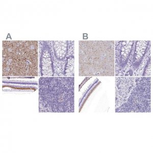 Anti-VGAT antibody produced in rabbit 