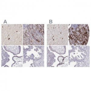 Anti-VGF antibody produced in rabbit 