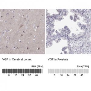Anti-VGF antibody produced in rabbit 