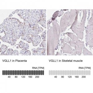 Anti-VGLL1 antibody produced in rabbit 