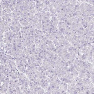 Anti-VGLL1 antibody produced in rabbit 