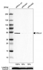Anti-VGLL4 antibody produced in rabbit 