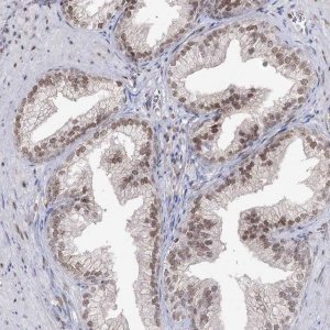 Anti-VGLL4 antibody produced in rabbit 