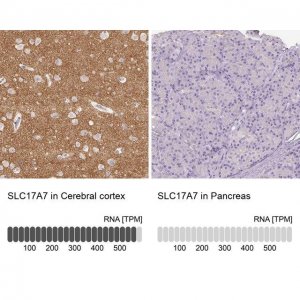 Anti-VGLUT1 antibody produced in rabbit 