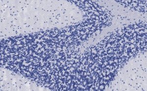 Anti-VGLUT2 Antibody, clone 3C2, ZooMAb Rabbit Monoclonal 