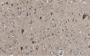Anti-VGLUT2 Antibody, clone 8G9.2 ZooMAb Mouse Monoclonal 