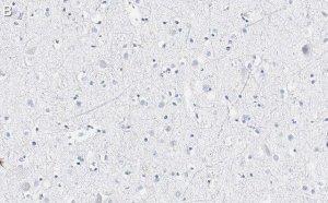 Anti-VGLUT2 Antibody, clone 8G9.2 ZooMAb Mouse Monoclonal 