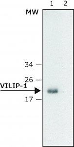 Anti-VILIP-1 (N-terminal) antibody produced in rabbit 