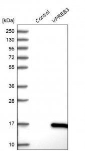 Anti-VPREB3 antibody produced in rabbit HPA003041-100UL