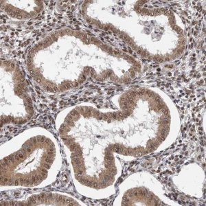 Anti-VPS37A antibody produced in rabbit 