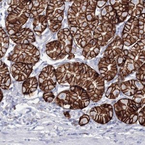 Anti-VSIG1 antibody produced in rabbit 
