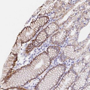 Anti-VSIG2 antibody produced in rabbit HPA050147-100UL