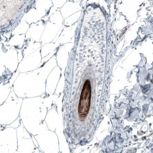 Anti-VSIG8 antibody produced in rabbit 