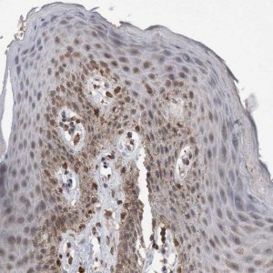 Anti-VSIG8 antibody produced in rabbit 