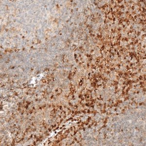 Anti-VSIR antibody produced in rabbit 