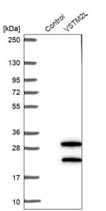 Anti-VSTM2L antibody produced in rabbit HPA043832-100UL