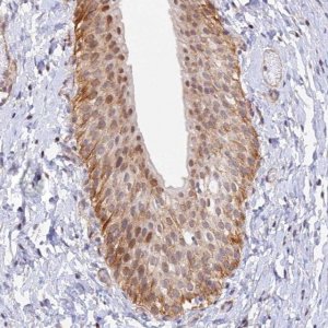 Anti-VSTM2L antibody produced in rabbit HPA043832-100UL