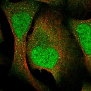 Anti-VTA1 antibody produced in rabbit HPA030969-100UL