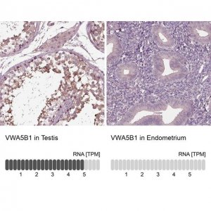 Anti-VWA5B1 antibody produced in rabbit 