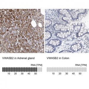 Anti-VWA5B2 antibody produced in rabbit 