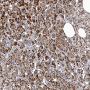 Anti-VWA5B2 antibody produced in rabbit 