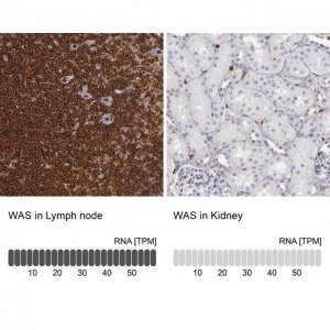 Anti-WAS antibody produced in rabbit 