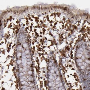 Anti-WAS antibody produced in rabbit 