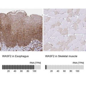 Anti-WASF2 antibody produced in rabbit 